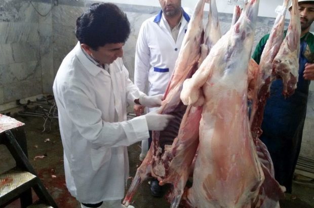 نظارت دامپزشکی درگز بر تولید و استحصال بیش از ۸۰ تن گوشت قرمز
