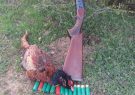 دستگیری متخلفین شکار غیر مجاز قرقاول به همراه یک قبضه سلاح شکاری در درگز
