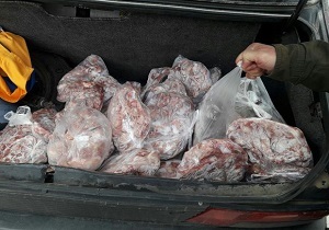 توقیف خودروی سواری حامل ۱۵۰ کیلوگرم گوشت مرغ منجمد در درگز